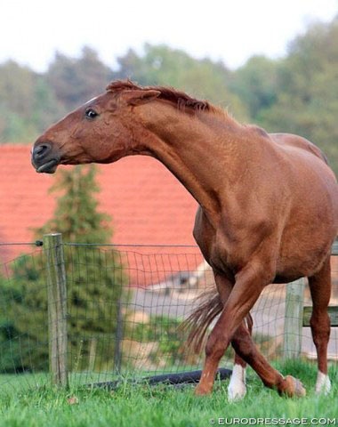 Angry mare protecting foal :: Photo © Astrid Appels