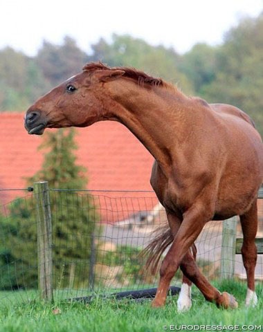 Angry mare protecting foal :: Photo © Astrid Appels