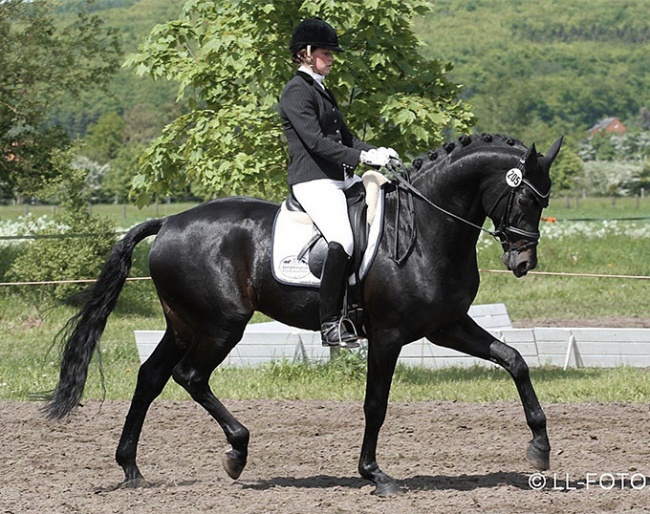 Anke Simon and Rocky Lee (sire of Revolution) at the 2012 CDN Lienen :: Photo © LL-foto