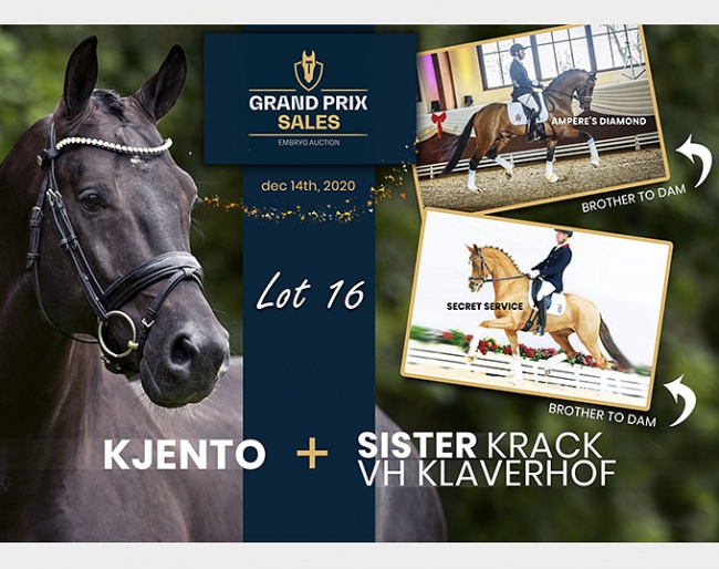 Lot 16 Kjento x Sir Donnerhall I x Royal Diamond