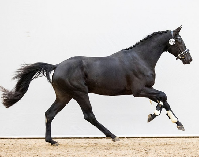 Niger (by Glock's Toto Jr x Jazz) in the 2020 KWPN Online Stallion Collection