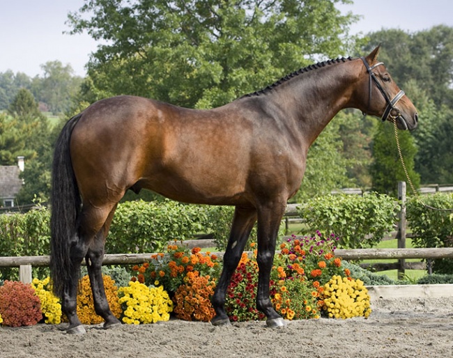 KWPN keur stallion Sir Sinclair :: Photo © Terri Miller