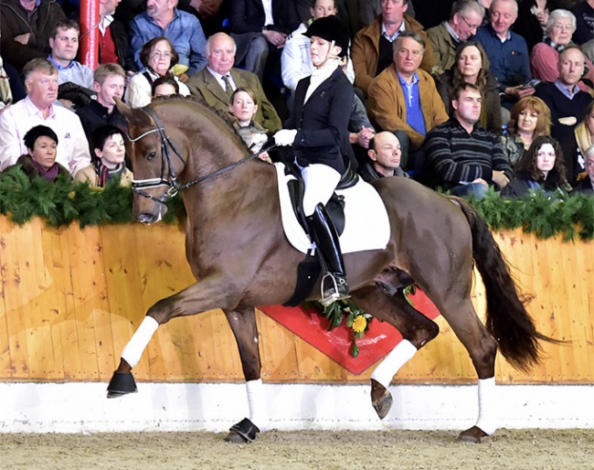 Vilancio at a stallion presentation in Vechta :: Photo © Schockemohle