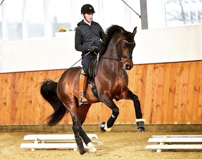 Markus Gribbe and Tomahawk (by Tailormade Temptation x Sandro Hit x Master) :: Photo © Kiki Beelitz