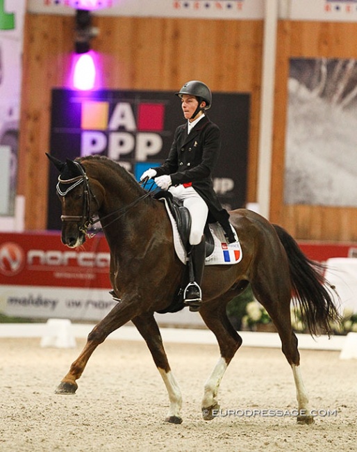 French junior rider Hector Milochevitch on Bernardo R at the 2020 CDI Lier :: Photo © Astrid Appels