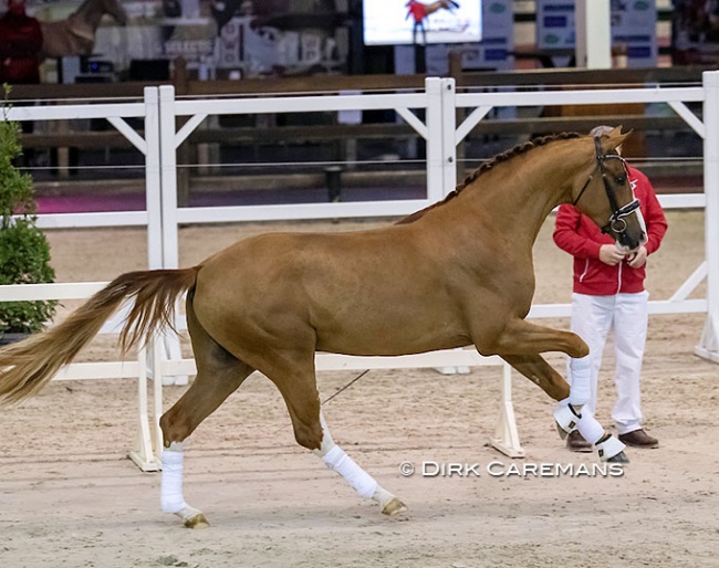 Sunnyboy van de Kempenhoeve (BWP, by Don Deluxe x Quaterback) at the second phase of the 2021 BWP Stallion Licensing :: Photo © Dirk Caremans