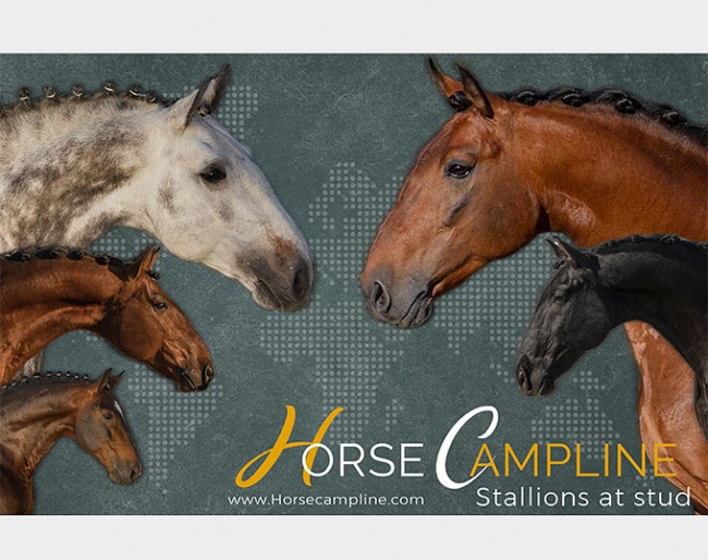 Horse Campline's 2021 stallion roster with four international Grand Prix stars