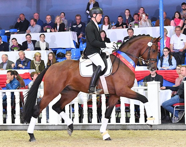  Fynch Hatton OLD by Formel Eins, Saddle licensing winner, price highlight at the 2019 Spring Elite Auction and reigning Bundeschampion.