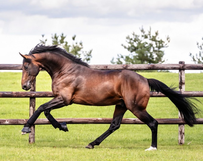 Confess Color (by Cadeau Noir x Licosto) :: Photo courtesy Gestüt Bonhomme