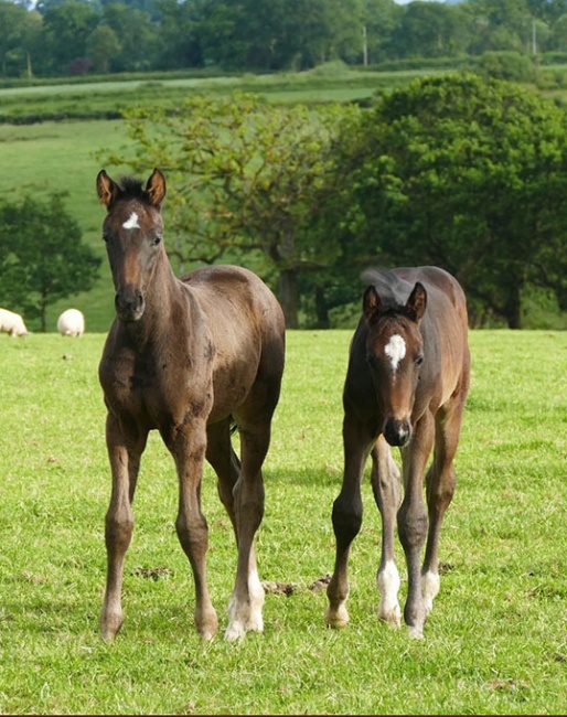 Foals at Newton Stud in Devon, U.K.