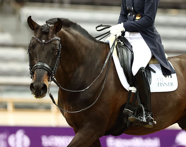 Damsey's swan song was at the 2021 CDI Doha on 27 February 2021 :: Photo © In2strides