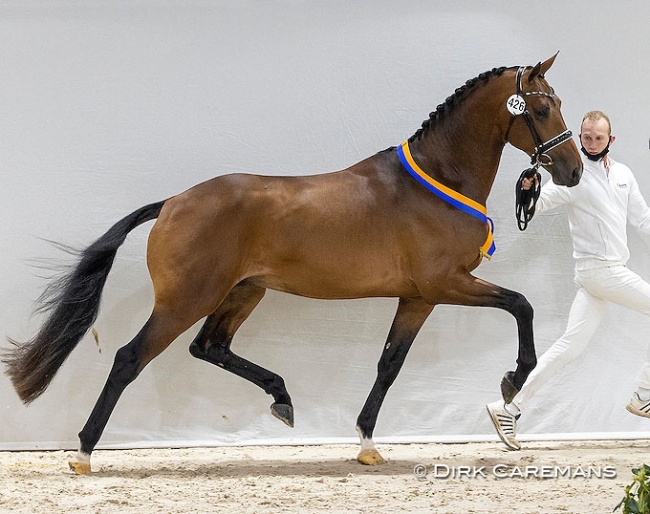 Next Pitch US (Geniaal x Hotline), premium stallion in the 2021 KWPN Stallion Licensing :: Photo © Dirk Caremans