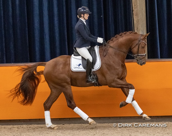 Franka Loos on Mowgli VOD at the 2021 KWPN Stallion Licensing, where a presentation of the 2017 born stallions took place :: Photo © Dirk Caremans