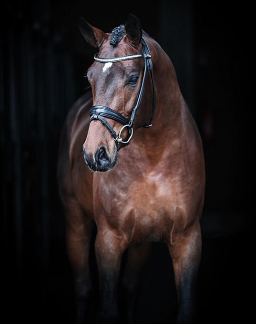 Fineline (by Floriscount x San Amour x Furst Heinrich) - owned by Astrid Neumayer and standing at stud in Lodbergen