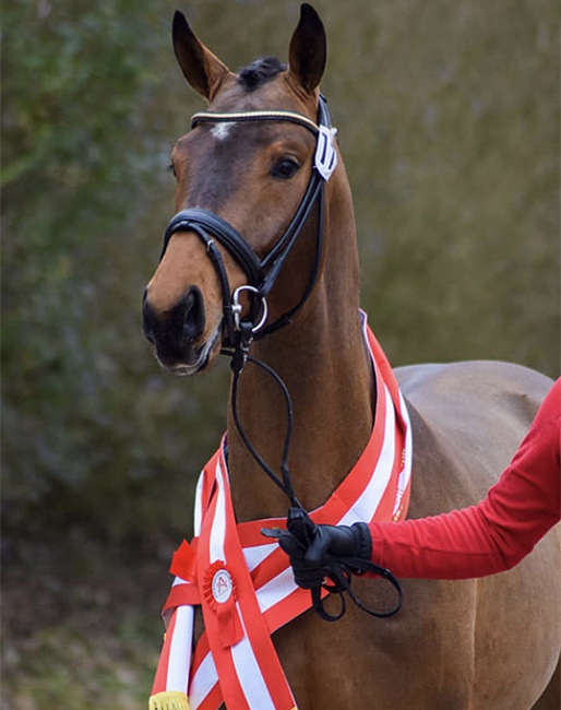 Broadmoar Franella, champion of the 2021 Austrian Warmblood Stallion Licensing :: Photo © Brandstetter