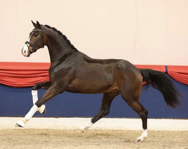 The KWPN bred Nelson MH (by Foundation x Wynton x Flemmingh), presented by Gestut Bonhomme at the saddle licensing.