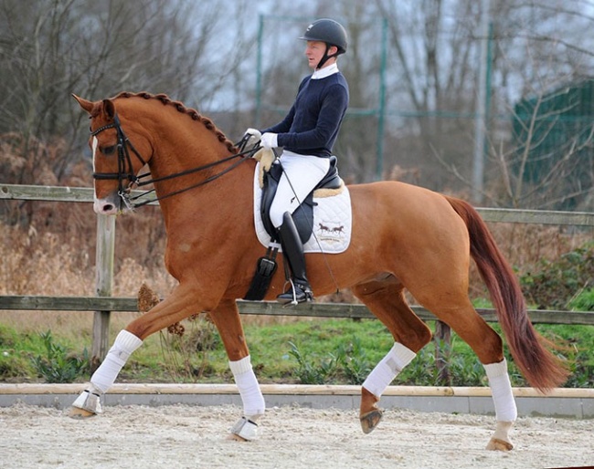 Furstenwelt, 10-year old Hanoverian by Fürst Nymphenburg I x White Star