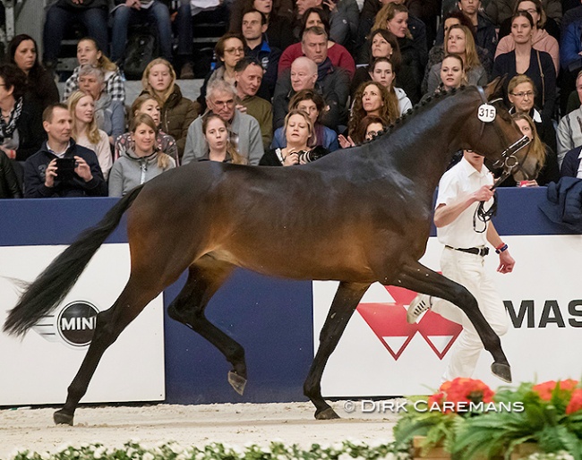 Jambeau at the 2017 KWPN Stallion Licensing in Den Bosch :: Photo © Dirk Caremans