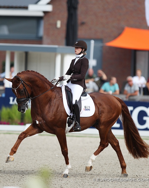 KWPN proclaimed Independent Little Me the Gelderlander Horse of the Year 2020. This KWPN registered stallion is by the Danish warmblood registered and Hanoverian bred UNO Don Diego (by Dressage Royal x Falkland) out star preferent Dutch warmblood mare Wendela (by San Remo x Glendale x Nepal x Millers Grey xx)  - KWPN named him a "Gelderlander" based on type and not bloodline:: Photo © Astrid Appels