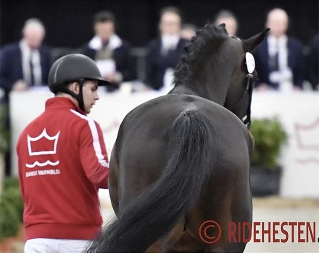 Danish warmblood stallion licensing :: Photo © Ridehesten