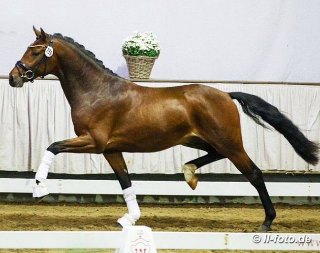 Ferrari Superfast (by For Final x Lissaro van de Helle x Davignon) at the 2020 Westfalian Stallion Licensing :: Photo © LL-foto