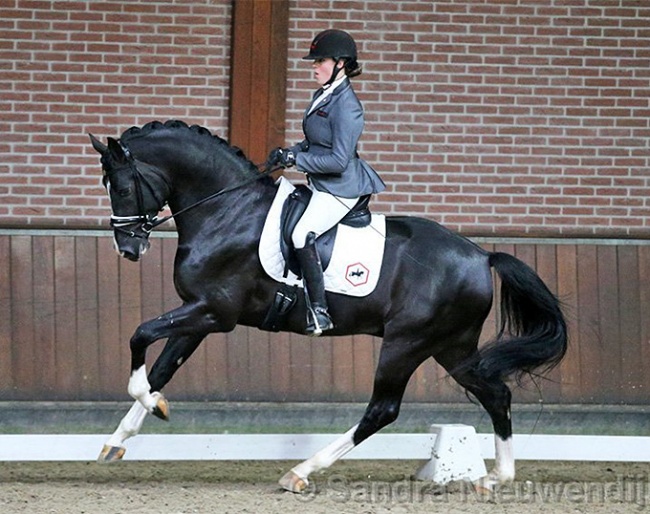 Thamar Zweistra on Gorgeous Latino at the 2021 NRPS Stallion performance test :: Photo © Sandra Nieuwendijk