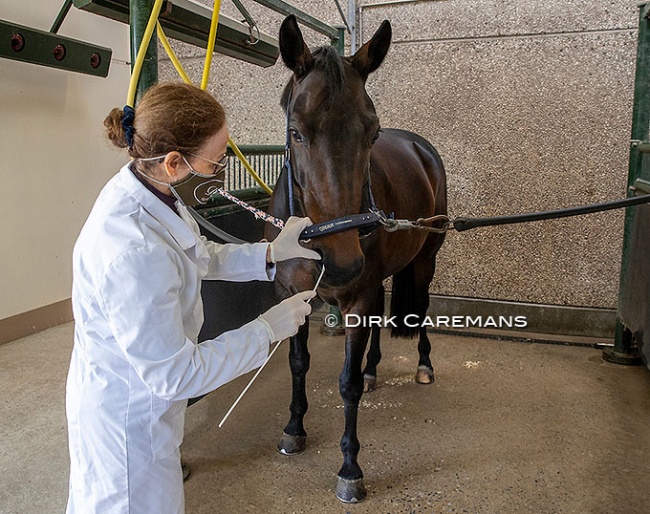 Equine nose swab for EHV-1 test :: Photo © Dirk Caremans