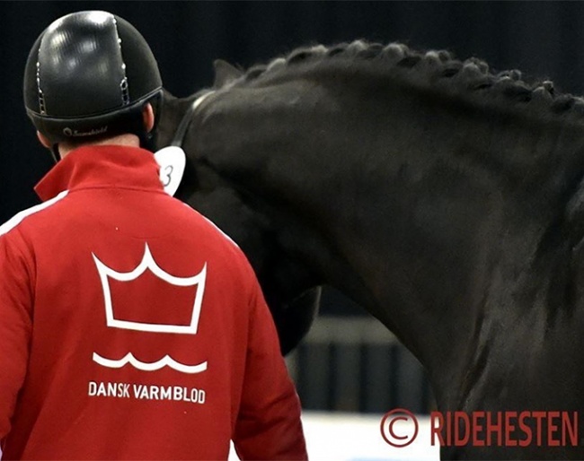 Danish Warmblood and Helgstrand Dressage arm-wrestle about breeding permission :: Photo © Ridehesten
