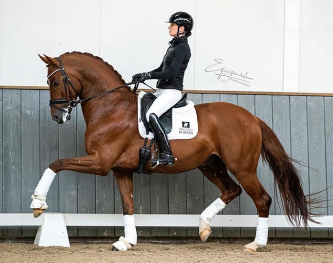 Charlotte Fry on the 5-year old Lantanas :: Photo © Equigeniek