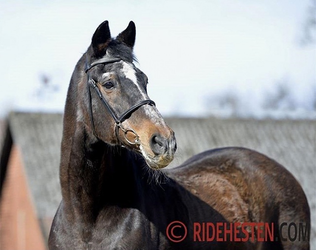 Michellino on his 30th birthday :: Photo © Ridehesten