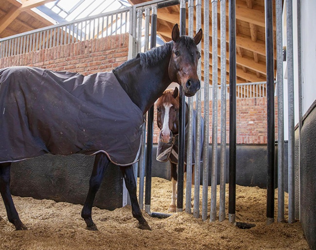 Breeding stallions Follow Him and Sky communicating through "social bars" which connect their stalls for social contact at Gut Schönweide