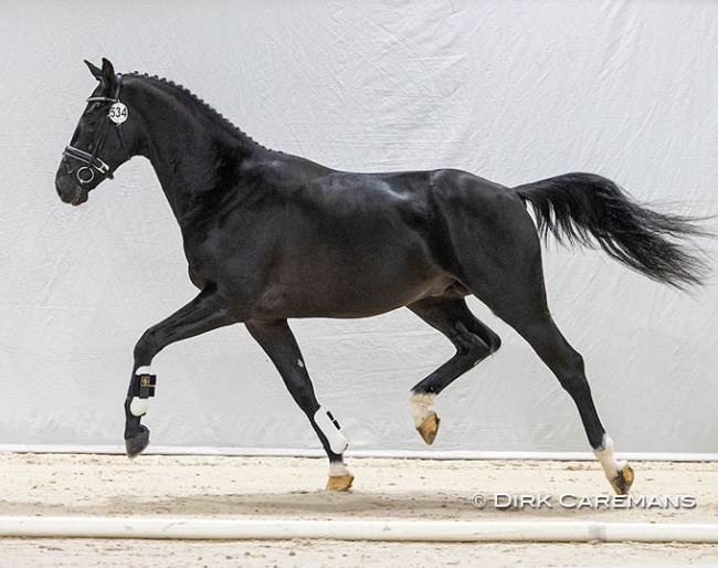 Nolegro (by Painted Black) at the 2021 KWPN Stallion Licensing :: Photo © Astrid Appels