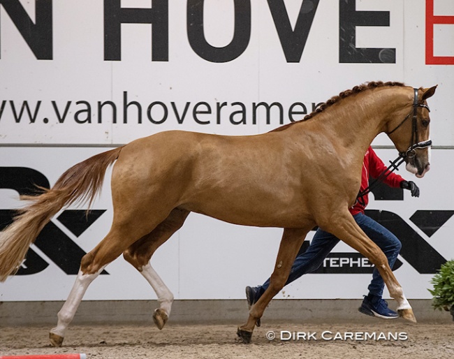 Sunnyboy van de Kempenhoeve (BWP, by Don Deluxe x Quaterback) :: Photo © Dirk Caremans