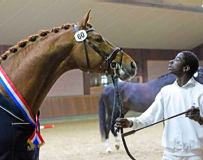 S Next Generation, champion of the 2021 NRPS Stallion Licensing :: Photo © NRPS.nl