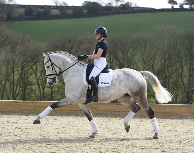 Habouche at Newton Stud in Devon, U.K.