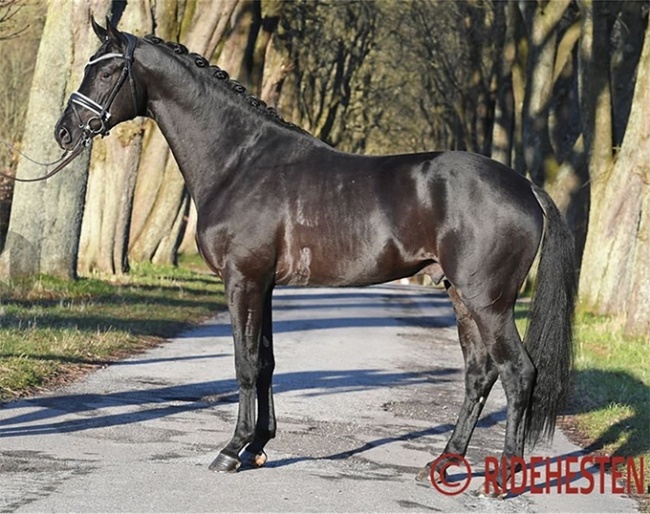 Hallifax Lyng (by Schwarzgold x Aston Martin x Summertime) :: Photo © Ridehesten