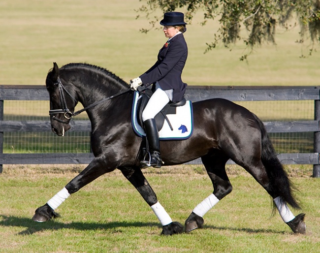 Meinse 439, KFPS licensed stallion by Heinse 354 x Dirk 298, standing at stud at Iron Spring Farm