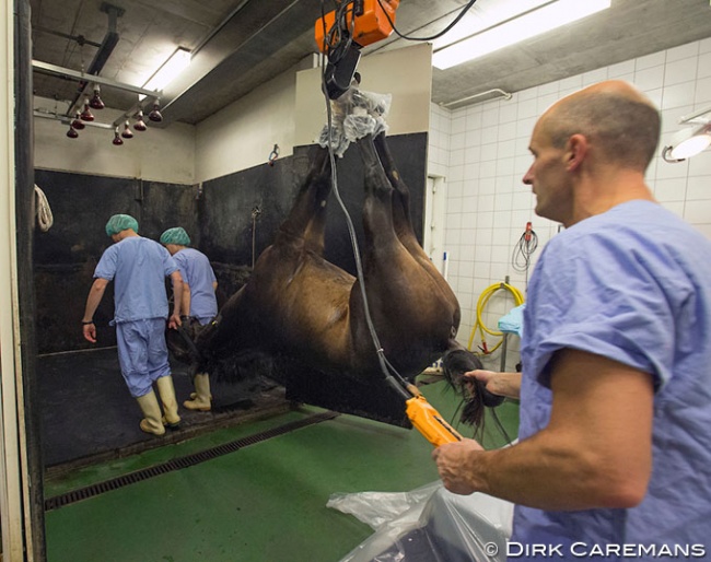 Veterinarians getting a horse ready for surgery :: Photo © Dirk Caremans