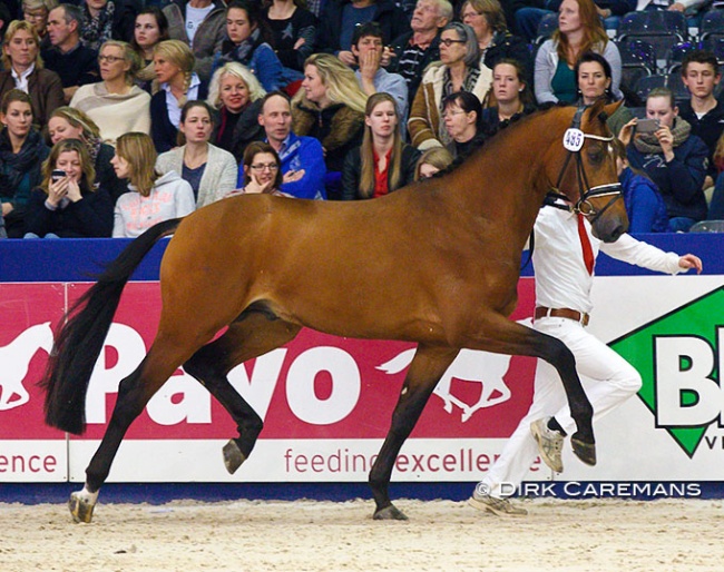Handsome O at the 2015 KWPN Stallion Licensing :: Photo © Dirk Caremans