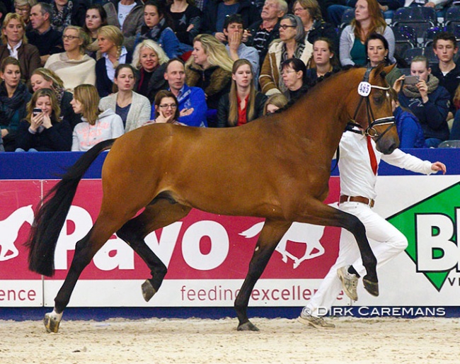 Handsome O at the 2015 KWPN Stallion Licensing :: Photo © Dirk Caremans