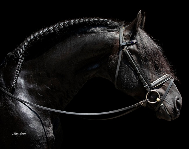 Tjalbert 460, Friesian stallion at stud at Iron Spring Farm