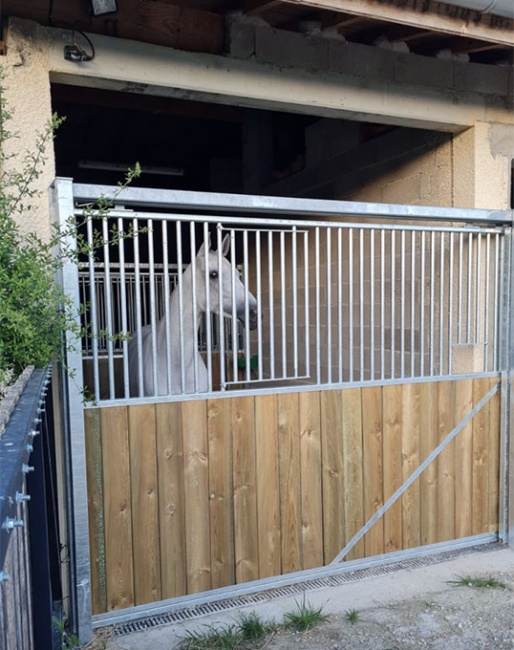 Pierre Volla's Silvermoons Mariechen in isolation at her home yard as a precaution