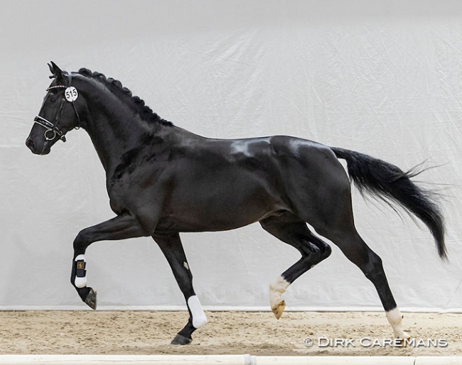 Nick Wimphof (by Just Wimphof x Bordeaux) :: Photo © Dirk Caremans