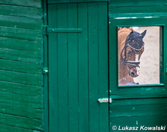 Pony power at the 2021 Preis der Besten in Warendorf :: Photo © Lukasz Kowalski