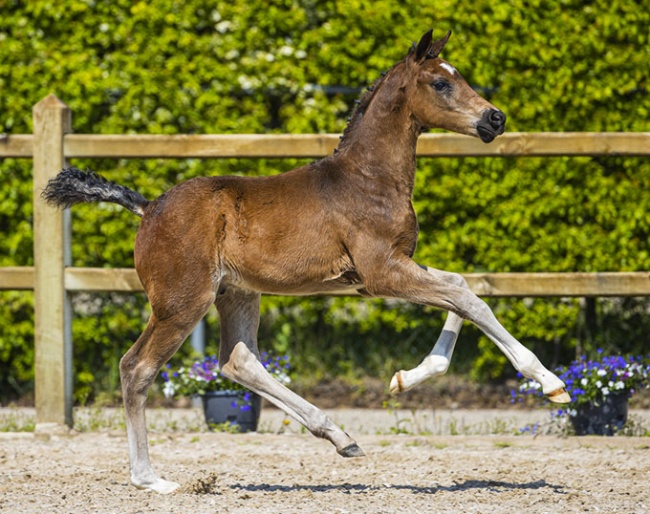 Revano (by For Ferrero x Charmeur x Krack C x Columbus)