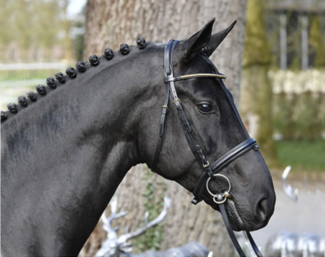 De Pertinance, a 4-year old Oldenburg stallion by Delatio out of Ronja M (by Relevant x Weltmeyer).