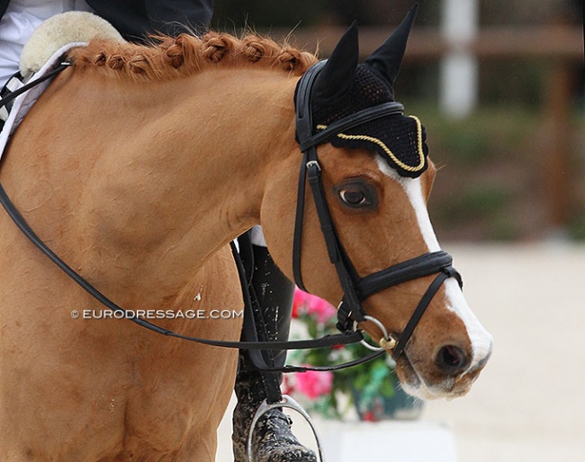 Carlsson, here at his CDI debut in 2013. Eight years later and now aged 23 he is still competing at international FEI pony level :: Photo © Astrid Appels