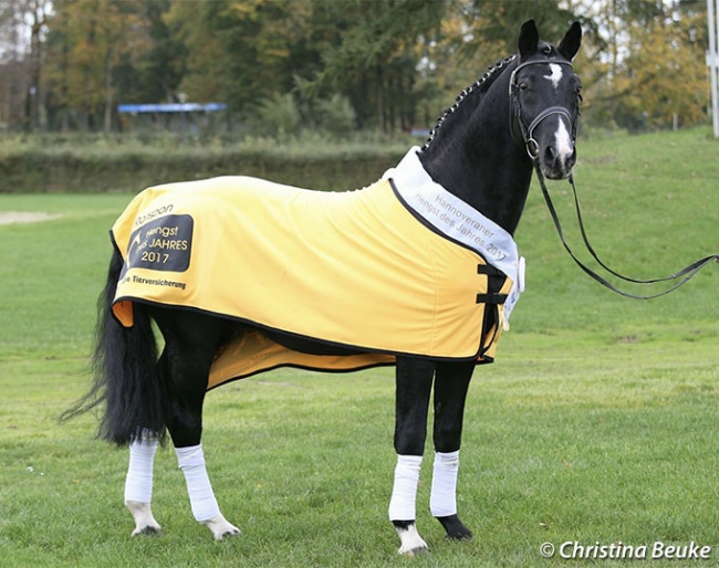 Rotspon was named Hanoverian Stallion of the Year in 2017 :: Photo © Christina Beuke