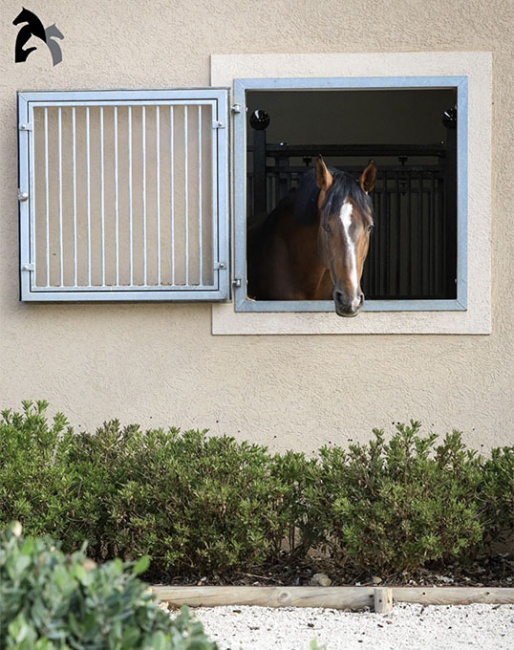 Santurion de Massa at home in Portugal :: Photo © DP Dressage