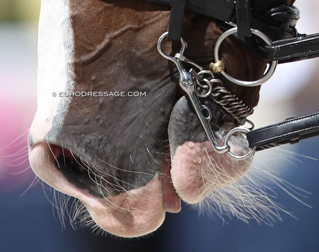 The Neue Schulte Turtle tilt bit in a horse competing at the 2021 CDIO Compiegne :: Photo © Astrid Appels